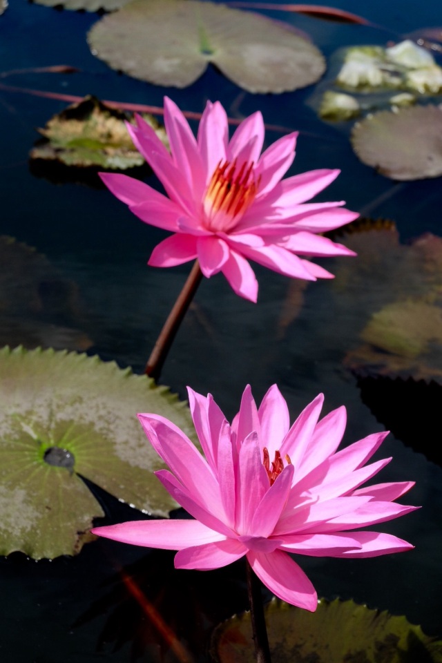 Lotusflower